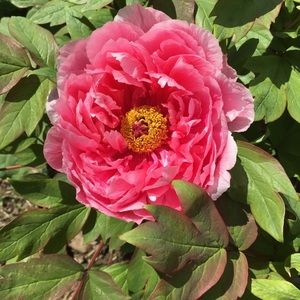 Meet your Posher, Sara